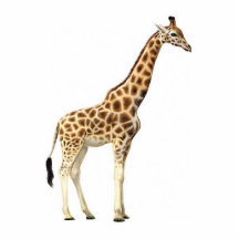 Giraffe Sculpture Photo Sculptures