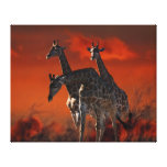 Giraffe series from South African wild life Stretched Canvas Print