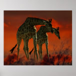 Giraffe series from South African wild life Print