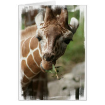 Giraffe Snack Greeting Card