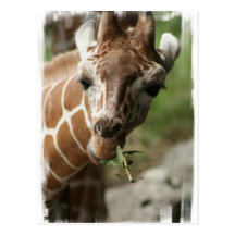 Giraffe Snack Postcard