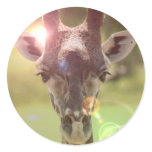 giraffe round sticker