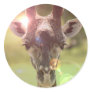 giraffe round sticker