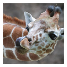 Giraffe Tongue Colour