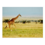 Giraffe walking Masai Mara Plains Kenya postcard