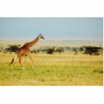 Giraffe walking Masai Mara plains, photo sculpture