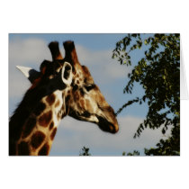 Giraffe wildlife safari cards