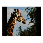 Giraffe wildlife safari postcards