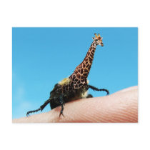 Giraffebeetle postcard