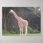 giraffes 002 canvas posters