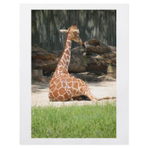 Giraffes Flyers