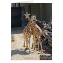 giraffes greeting card