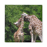 giraffes hugging magnets
