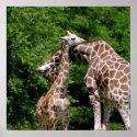 Giraffes Hugging posters