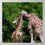 Giraffes Hugging posters