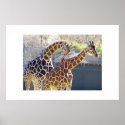 Giraffes in Love posters