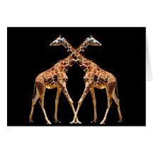 GIRAFFES IN PASSING CARDS