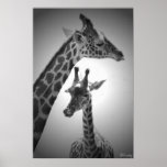 giraffes, mother and child print