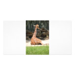 Giraffes photo cards