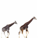 giraffes photo sculptures