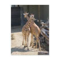 giraffes postcard