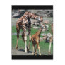 Giraffes Postcard