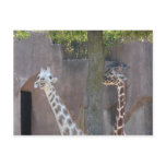 Giraffes Postcard