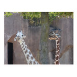 Giraffes Postcard