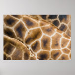 giraffes poster