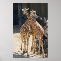 giraffes poster