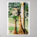 Giraffes posters
