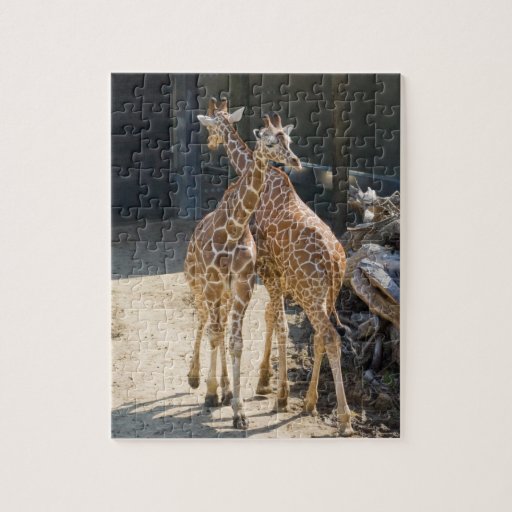 giraffes jigsaw puzzle