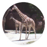 Giraffes Sticker