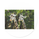 Giraffes X 2 Round Stickers