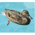 Girl duck photo sculptures