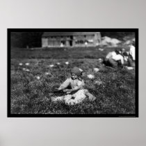 Girl Picking Cranberries Near Rochester, MA 1910
