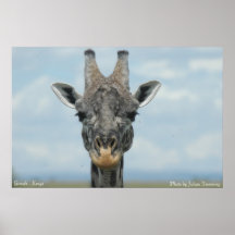Girrafe Poster