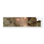 Give us a kiss bumper stickers