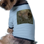 Give us a kiss pet clothing