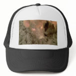 Give us a kiss hats