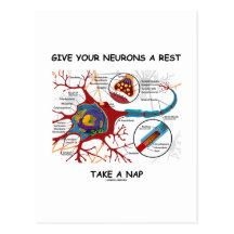 Give Your Neurons A Rest Take A Nap Neuron Synapse Postcard