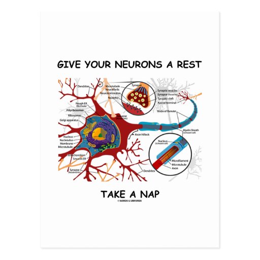 Give Your Neurons A Rest Take A Nap Neuron Synapse Postcard