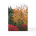 Giving Thanks Thanksgiving Cards