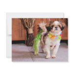 Gizmo - Shih Tzu - Anderson invitations