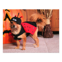 Gizzy - YorkiePom - Burbridge Announcement