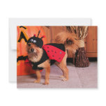 Gizzy - YorkiePom - Burbridge invitations