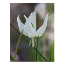 Glacier lily postcard