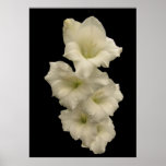 Gladiolas Poster