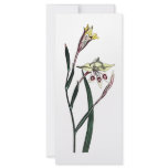 Gladiolus Angustus rack cards
