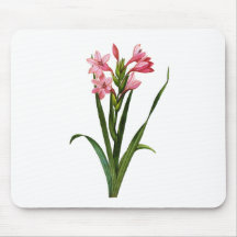 Gladiolus Laccatus By Pierre Joseph Redoute Mousepads